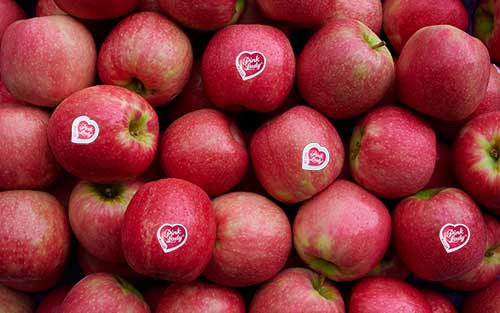 Äpfel – Pink Lady