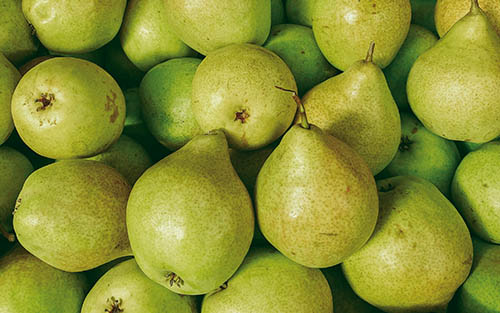 Birnen – weitere Sorten