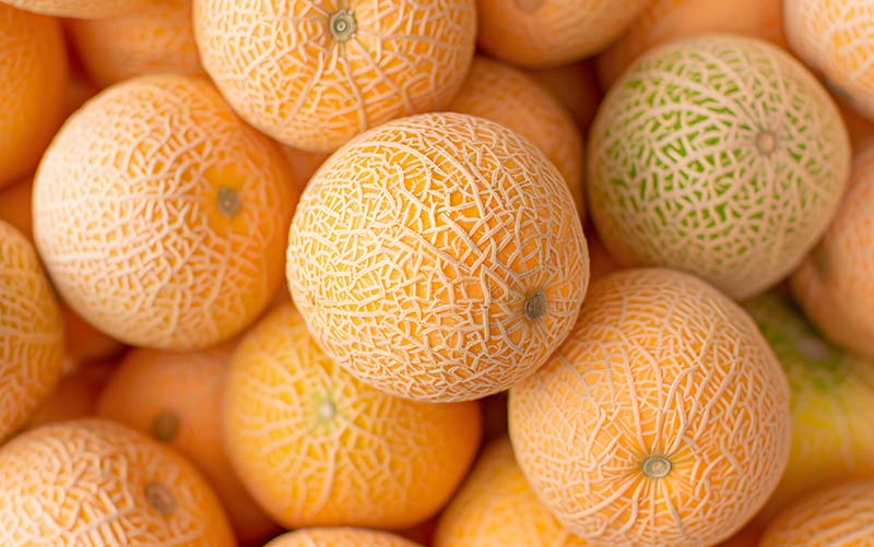 Zuckermelonen – Galia