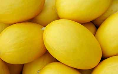 Zuckermelonen – Honig