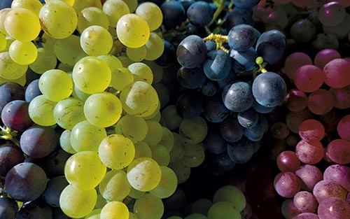 Trauben – Mix