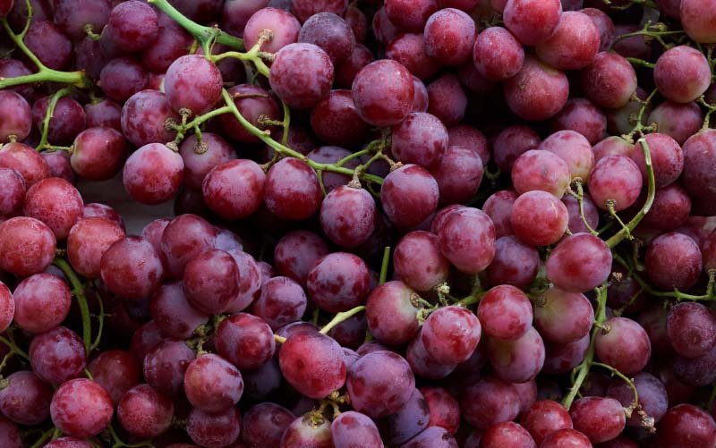 Trauben – rot