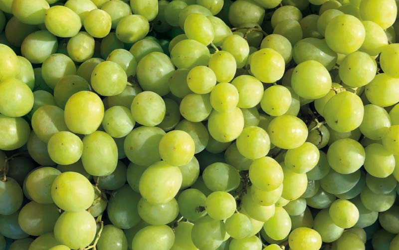 Trauben – weiß