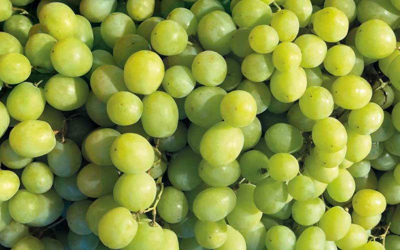 Trauben – weiß