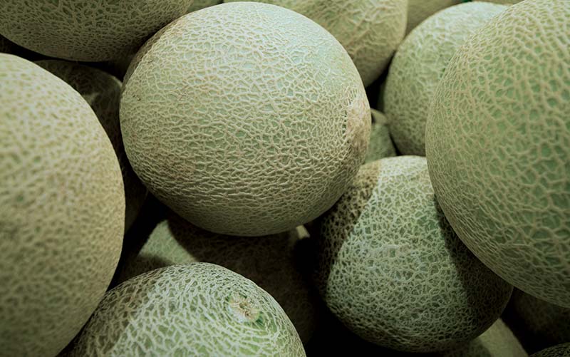 Zuckermelonen – Cantaloupe
