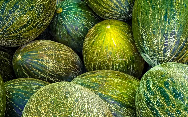 Zuckermelonen – Piel de Sapo